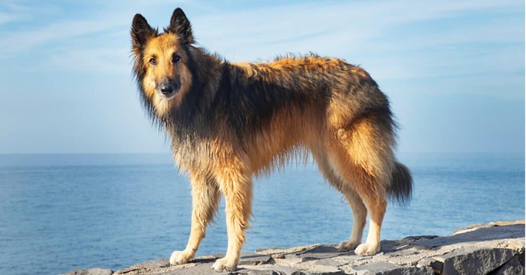 Tervuren standing on rock above the ocean