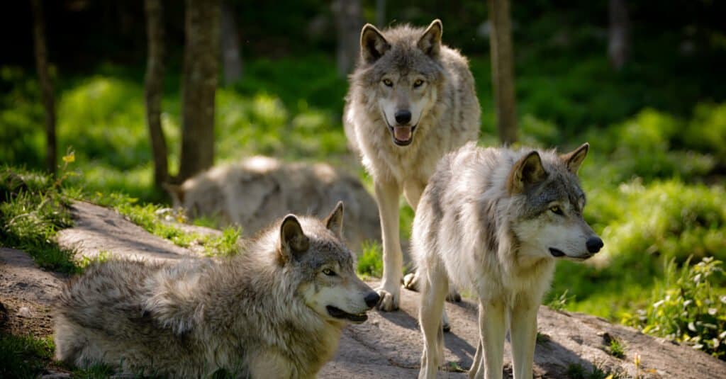 wolves in canada