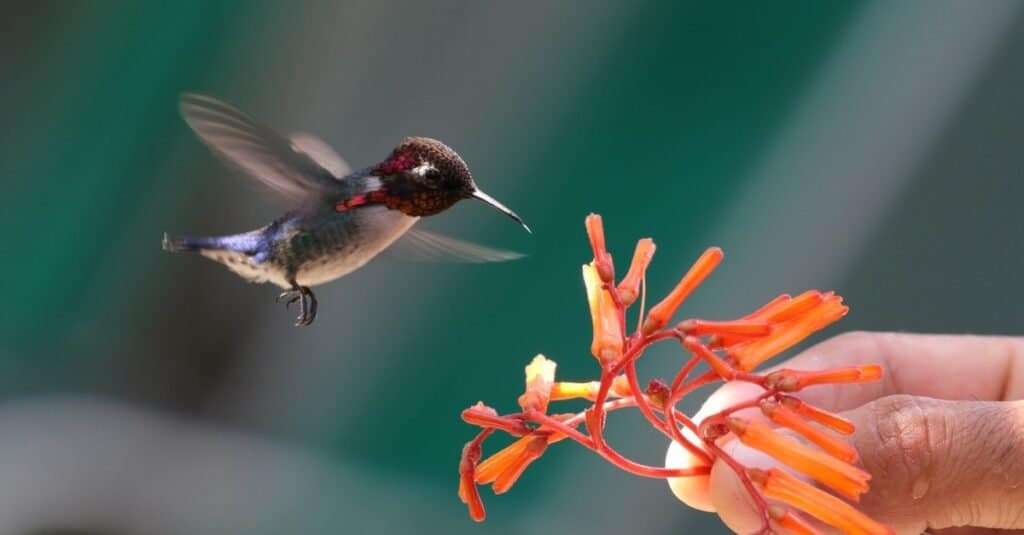 smallest bird - bee hummingbird