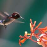 The smallest bird in the world - a Bee Hummingbird - drinks nectar from a plant held by a person. Taken in a Hummingbird Garden near Playa Larga, Cuba.