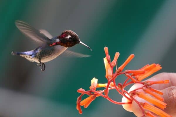 The smallest bird in the world - a Bee Hummingbird - drinks nectar from a plant held by a person. Taken in a Hummingbird Garden near Playa Larga, Cuba.