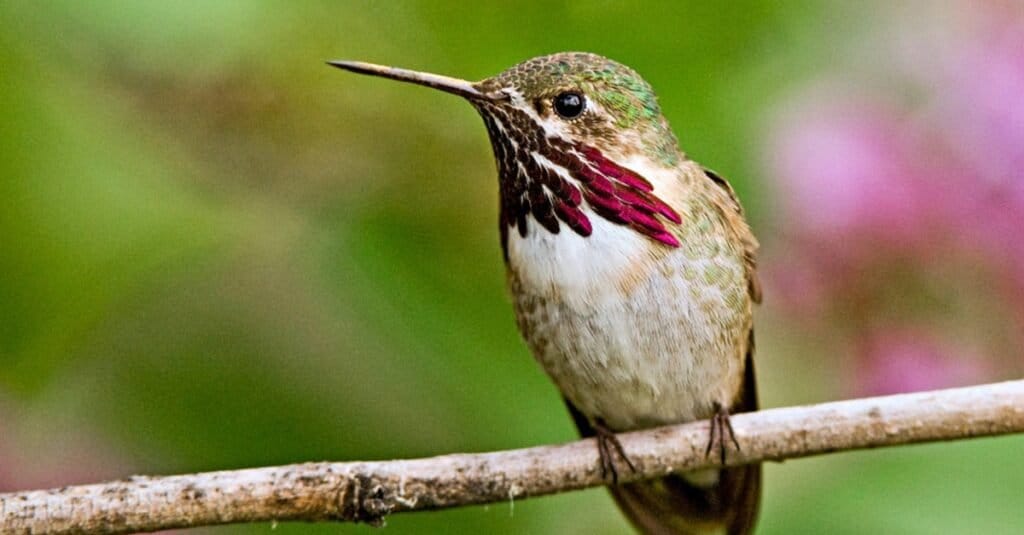 Tiniest Birds-Calliope Hummingbird