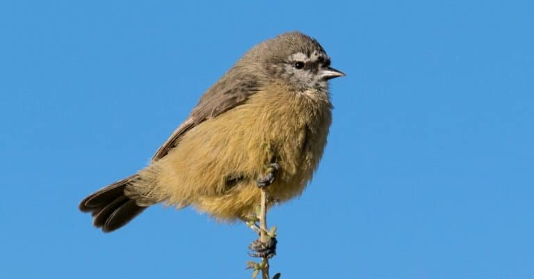 Tiniest Birds-Cape Penduline Tit