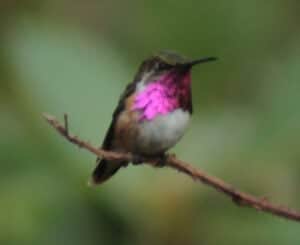 The Top 8 Tiniest Birds in the World - A-Z Animals