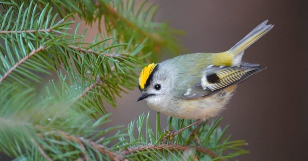 Tiniest Birds-Goldcrest