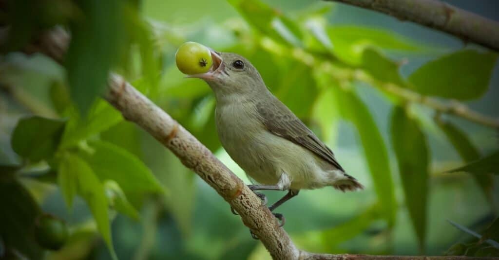 Tiniest Birds-Pale-Billed Flowerpecker