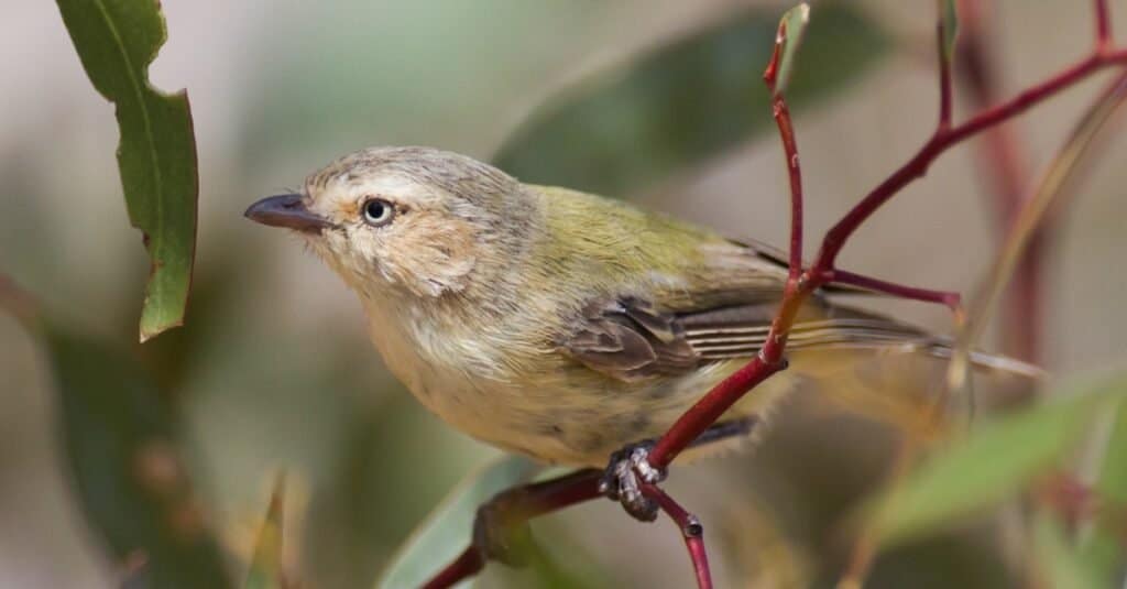 Tiniest Birds-Weebill