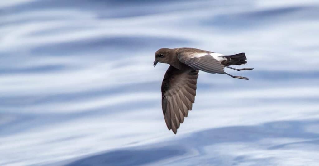 Tiniest Birds-Wilsons Storm Petrel