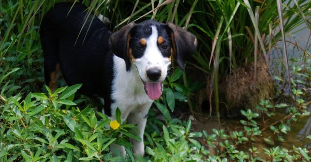 A treeing walker coonhound stands in the shade of grass on a hot summer day.