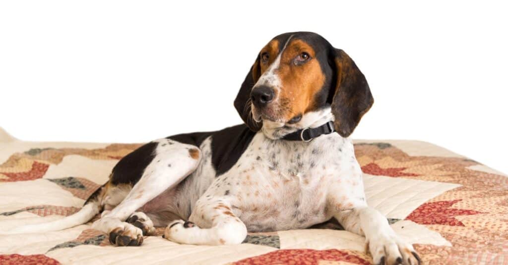 Treeing Walker Coonhound dog lying down on bed with quilt.