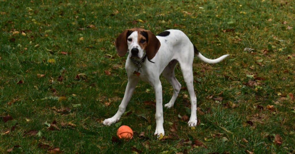 Treeing Walker Coonhound playing with a ball on the grass.