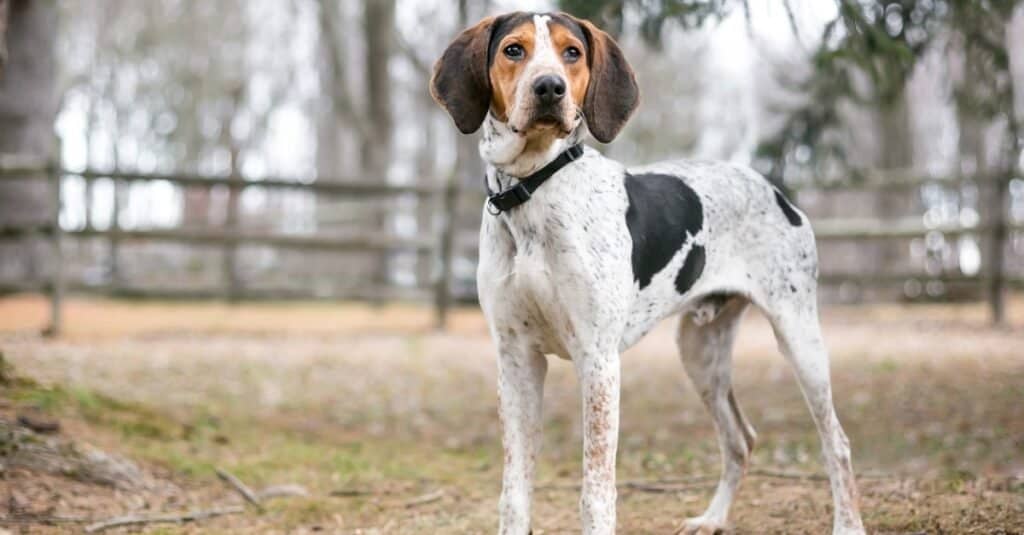 A Treeing Walker Coonhound dog outdoors.