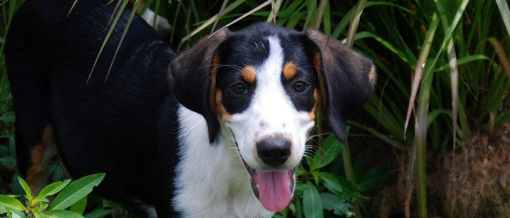 what age should you start training a coon dog