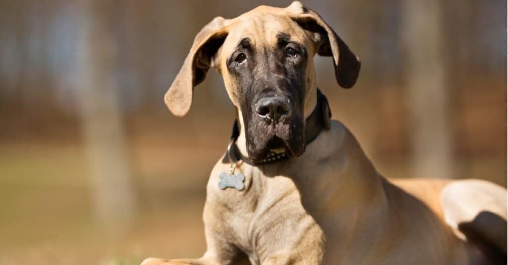 are mastiffs bigger than great danes