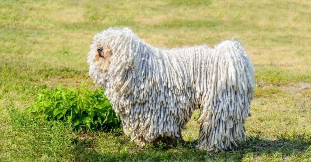 discover the dog breed the looks like a mop