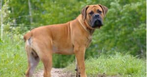 Types of Big Dogs Picture