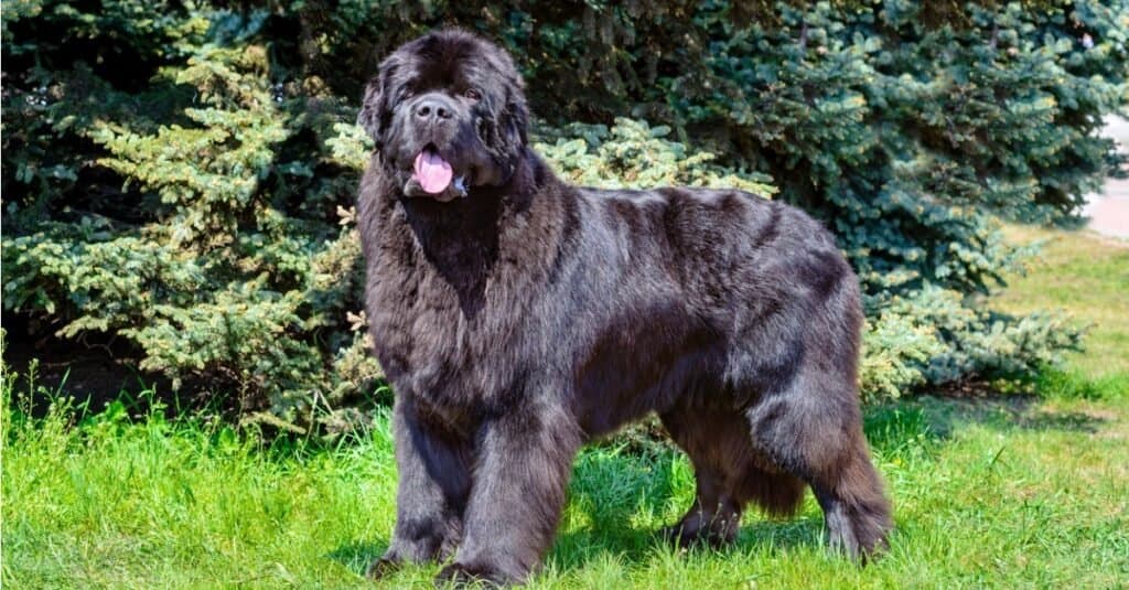 Types of Big Dogs; Newfoundland dog