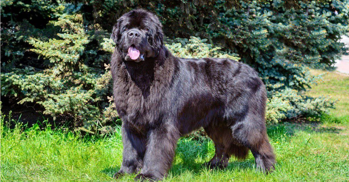 are newfoundland dogs friendly