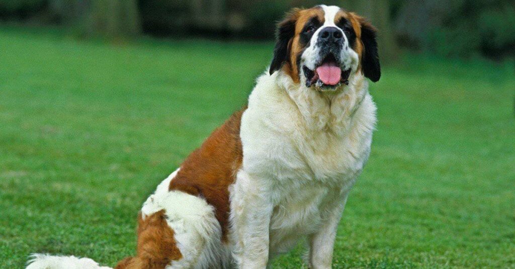 St. Bernard's are one of the biggest dog breeds in the world. Also, they need a lot of space as they tend to be clumsy, especially when they wag their enormous tails.