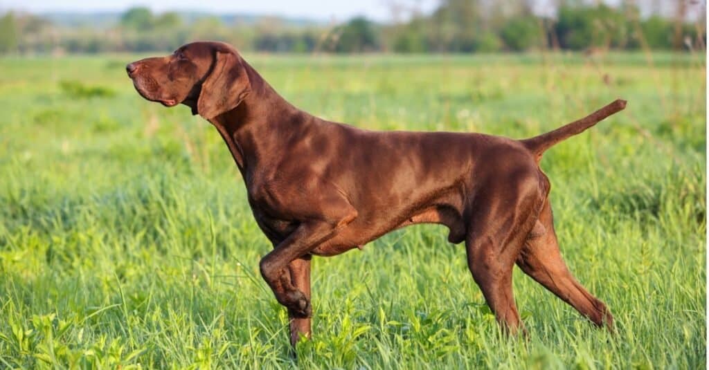 Types of pointer dogs