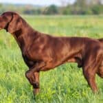 Types of Pointer Dogs