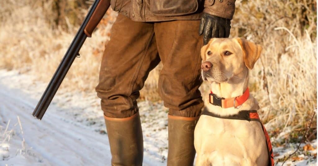 Types of hunting dogs