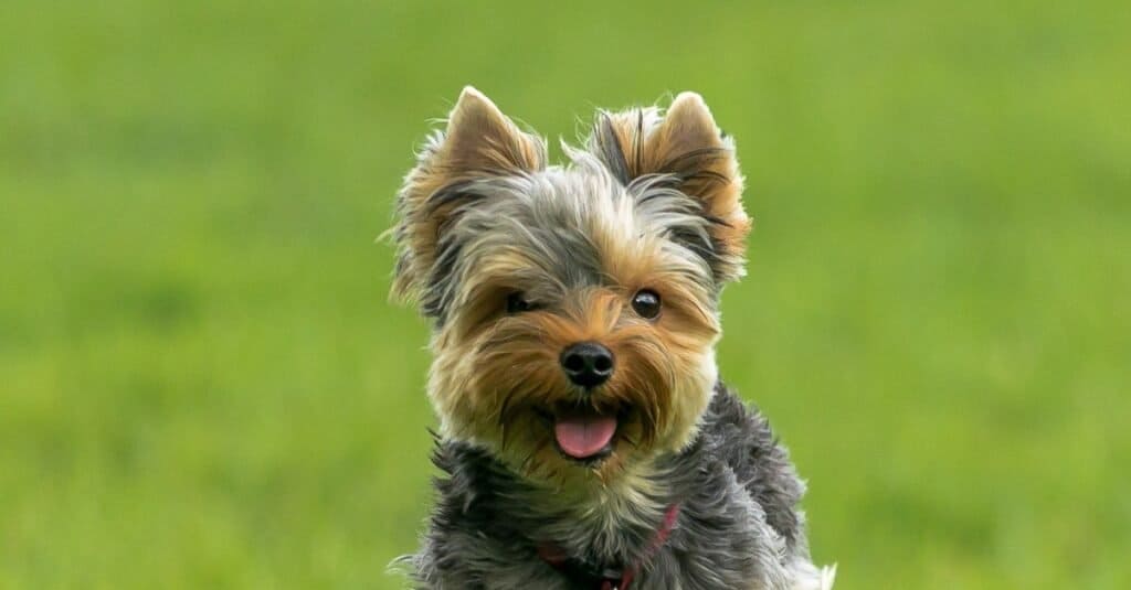 The Top 10 Types of Terrier Dogs - A-Z Animals