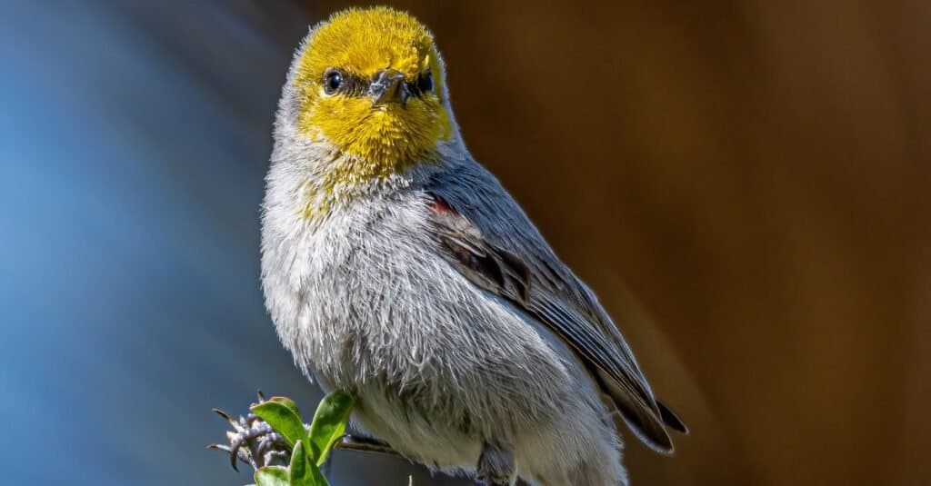 close up of a Verdin