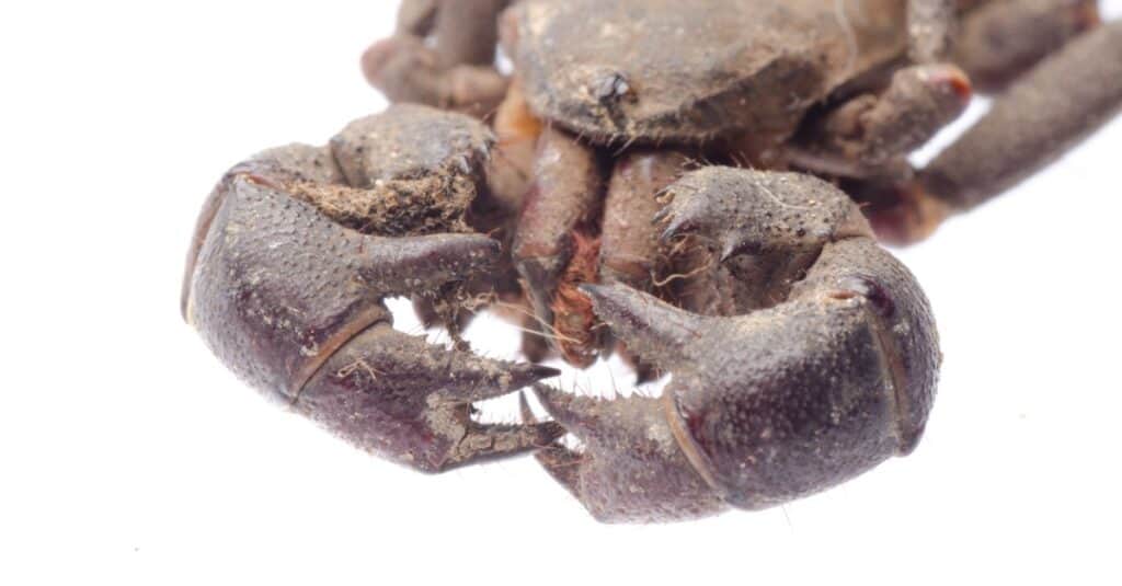 Vinegaroon CLose-Up