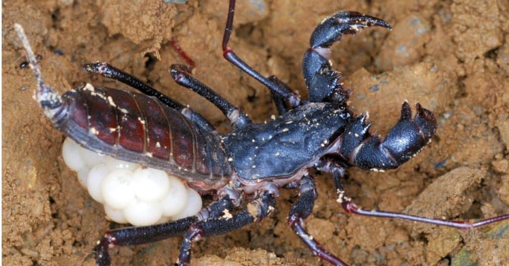 Vinegaroon Carrying Eggs