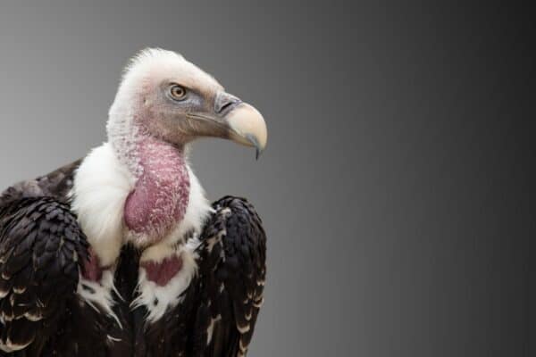 With a bald neck, hooked beak, and beady eyes, the vulture certainly isn't one of the more attractive birds around. 