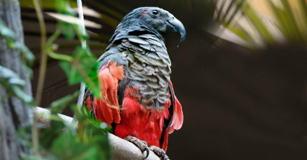 Vulturine Parrot