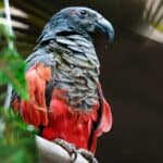 The Vulturine Parrot, also called a Dracula Parrot, has a hooked beak and bare face.