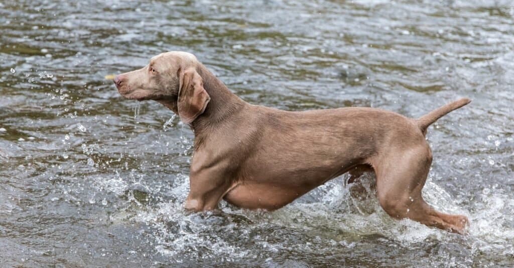 Weimaraner vs Doberman