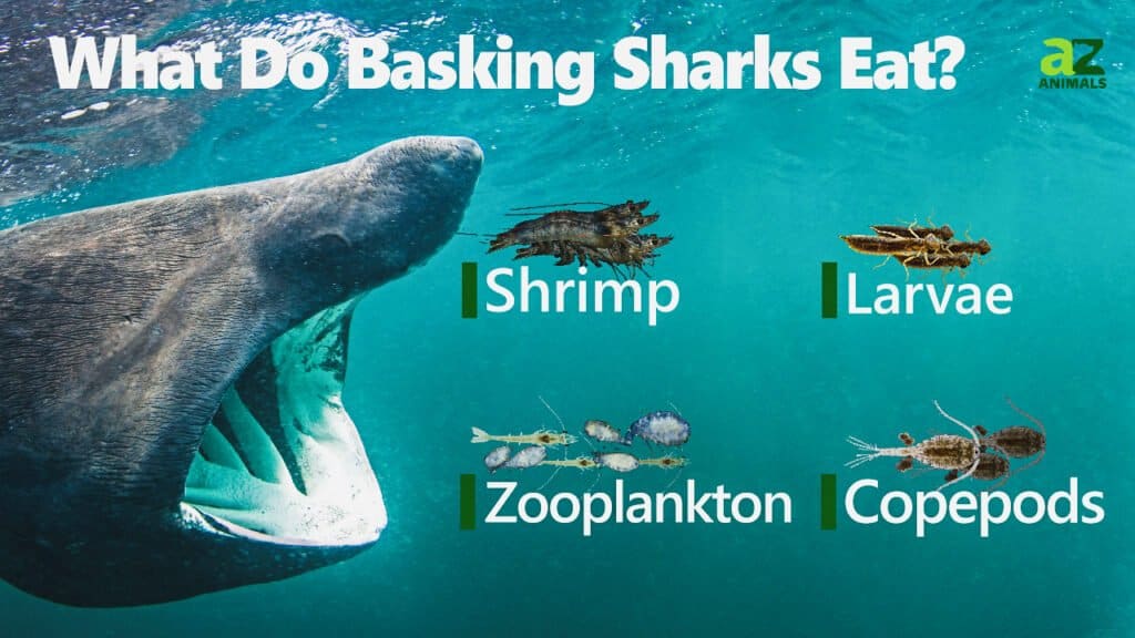 what do basking sharks eat