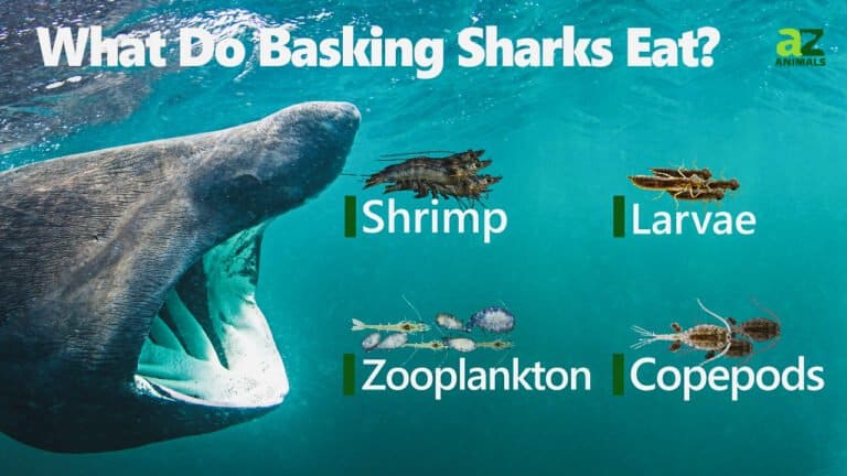 What Do Basking Sharks Eat