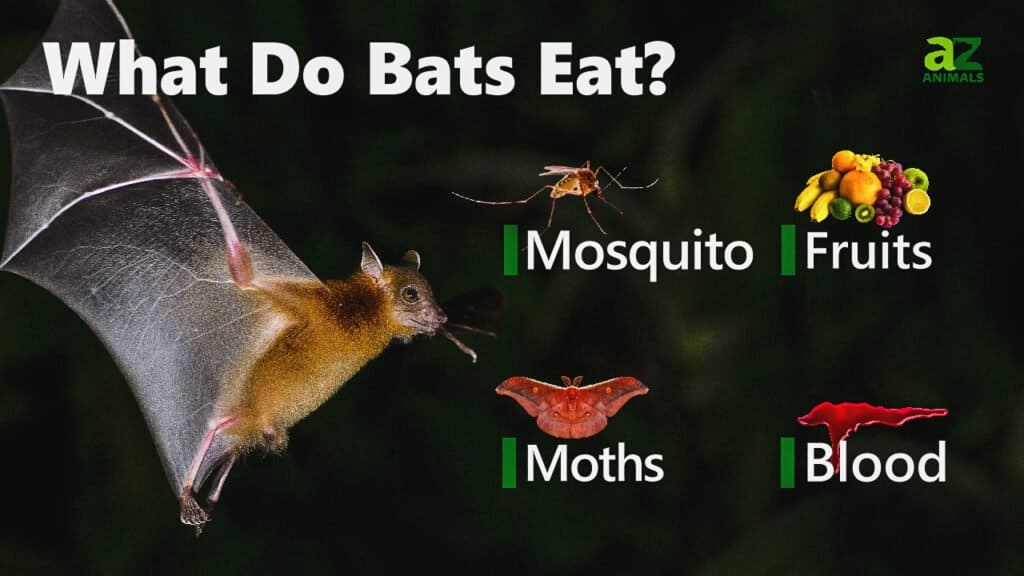 What Do Bats Eat