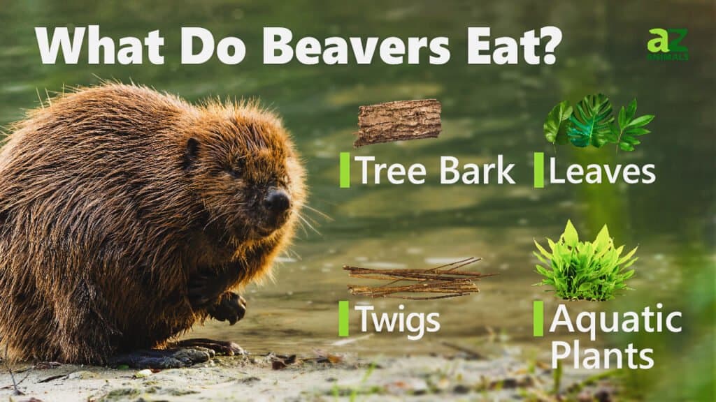 What Do Beavers Eat