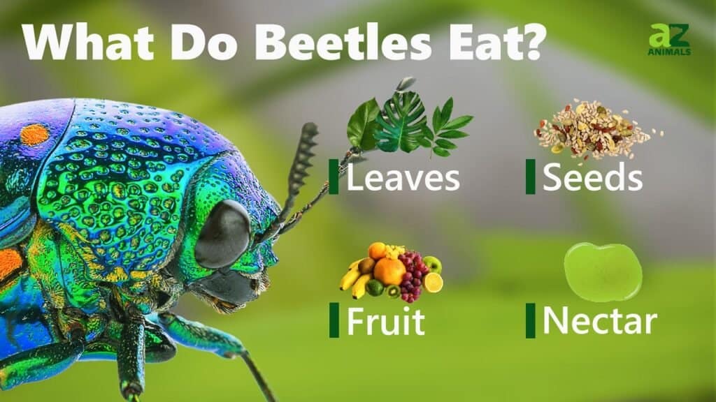 What Do Beetles Eat? IMP WORLD