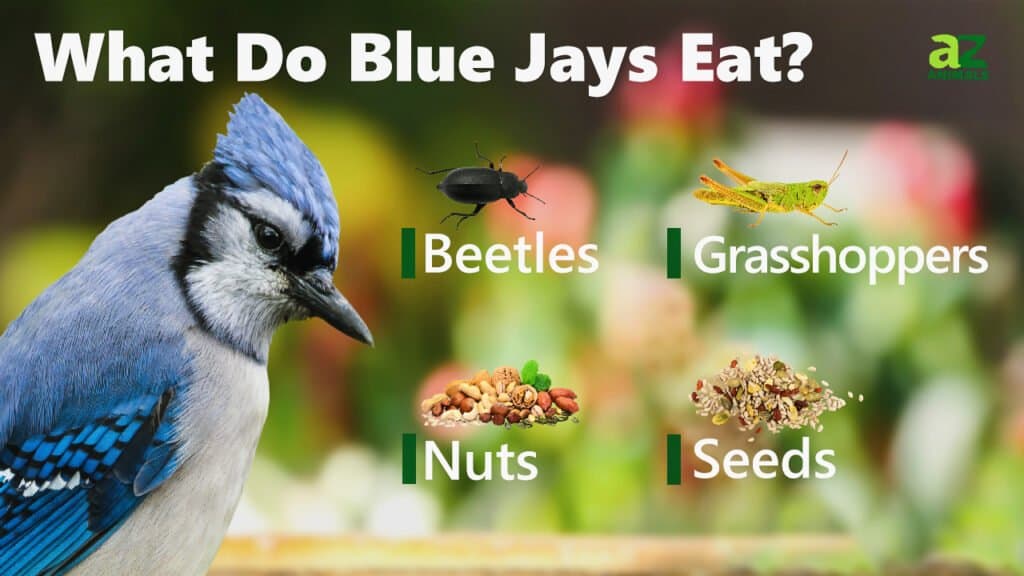 What Foods Do Blue Jays Eat? - Birds and Blooms
