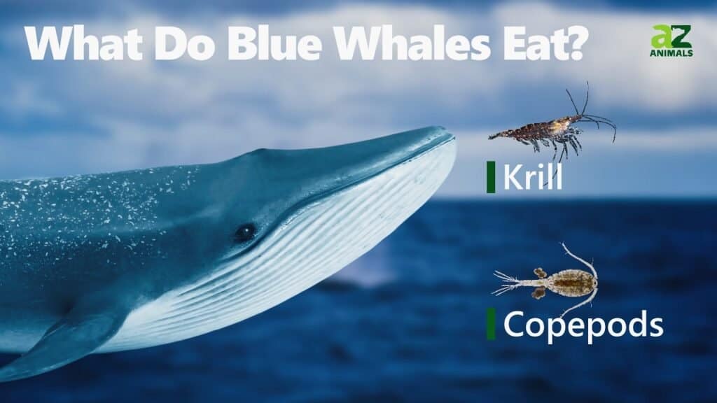 Blue Whale Eating Plankton