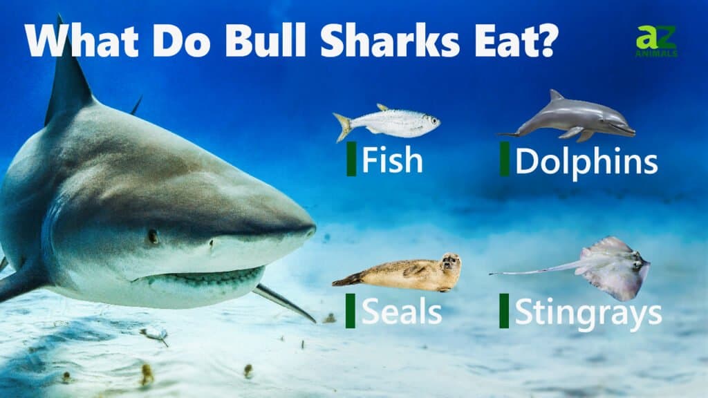 What Do Bull Sharks Eat? 15 Animals in Their Diet - A-Z Animals