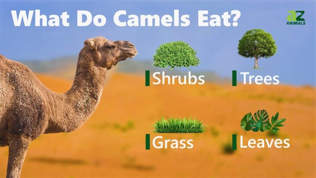 what do camels eat