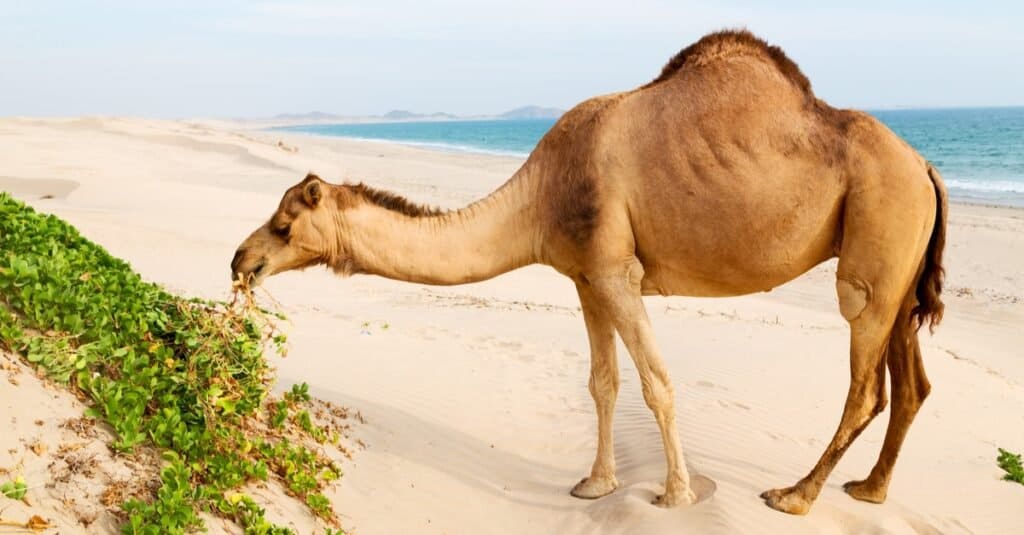 What Do Camels Eat? Their Diet Explained AZ Animals