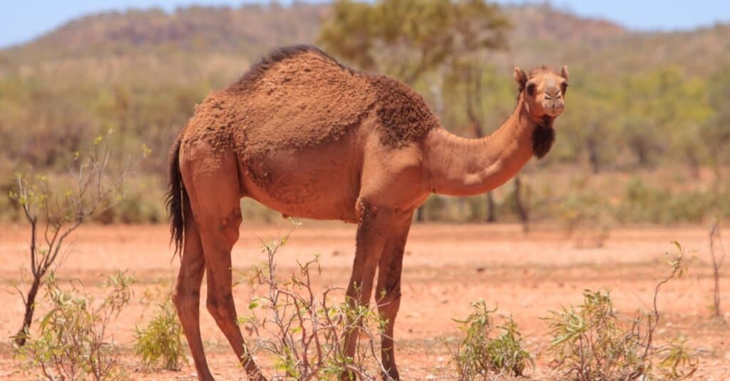 What Do Camels Eat