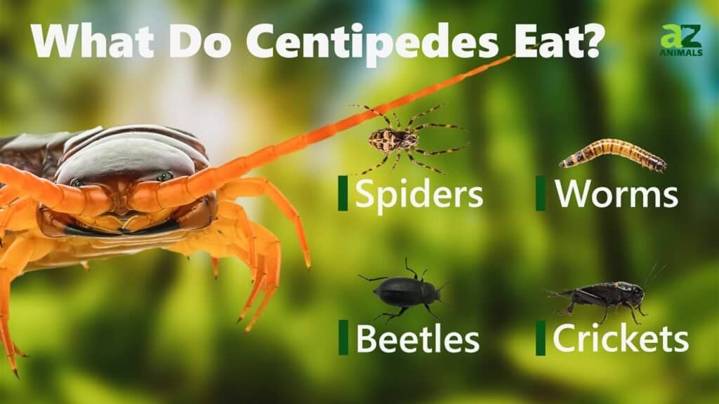 What Do Centipedes Eat