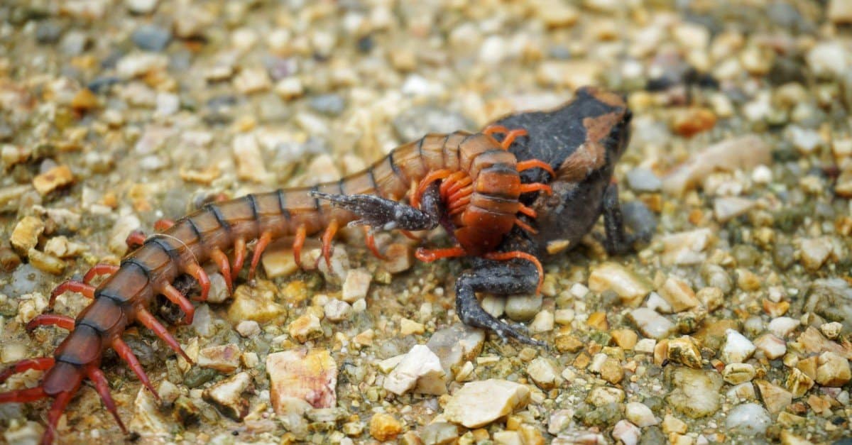 Centipede Pictures AZ Animals