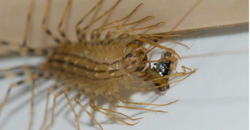 What Do House Centipedes Eat? - eating earwig