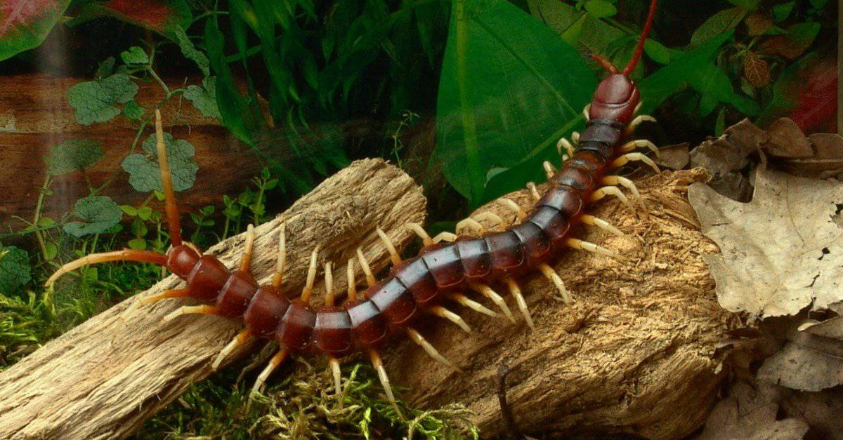 Centipede Pictures AZ Animals
