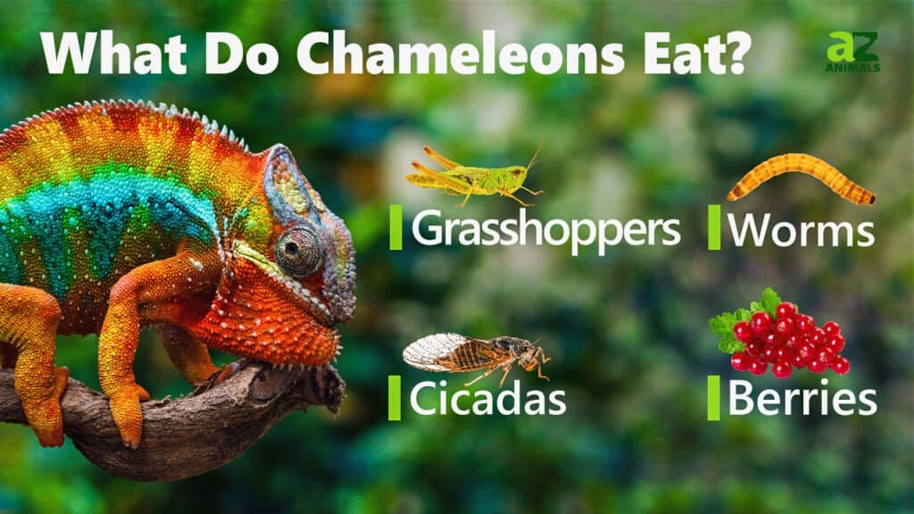 what chameleons eat